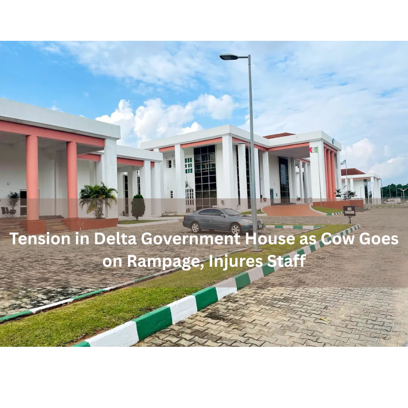 Tension in Delta Government House as Cow Goes on Rampage, Injures Staff
